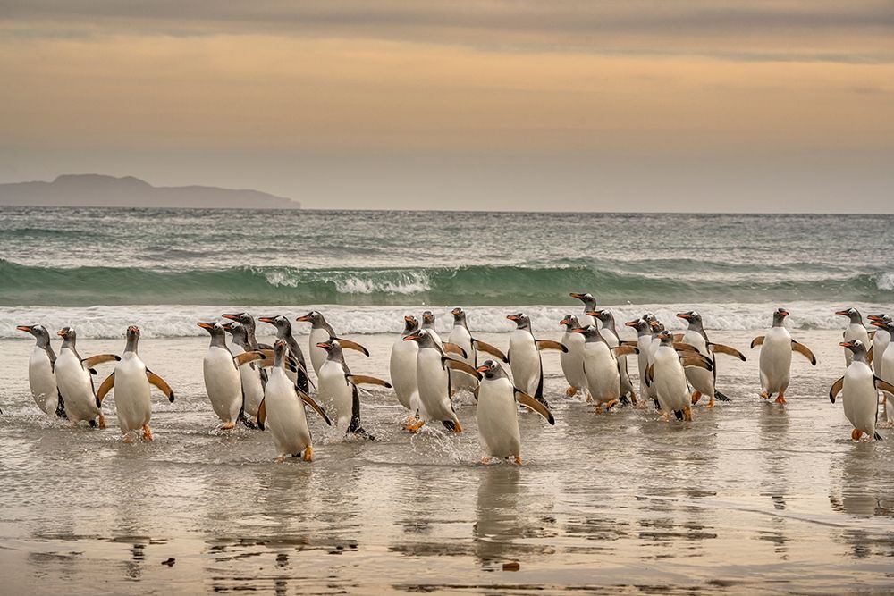 Falkland Islands-Grave Cove Gentoo penguins walking in surf at sunset  art print by Jaynes Gallery for $57.95 CAD